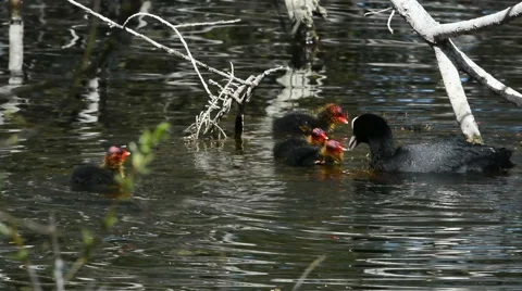 Coot feeding her chicks. Stock Footage 60073114