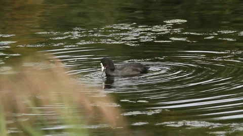 Coot Feeding in a Lake Stock Footage 96244465