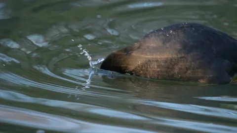 Coot Feeding Slow Motion Video stock 239562772