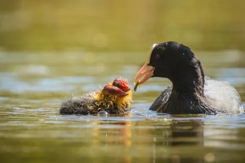 Coot feeds chicks Stock Photos