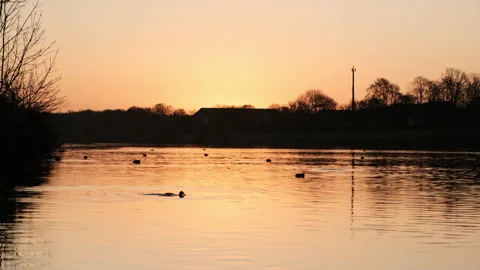 A Coot feeds in the foreground during a bright winter sunrise in Germany Stock-Footage 131274131