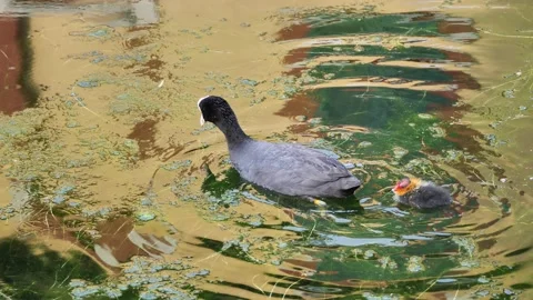 Coot feeds puppy Stock Footage 130881913