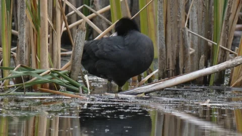 Coot flapping wings on reed stalk Video stock 330729257
