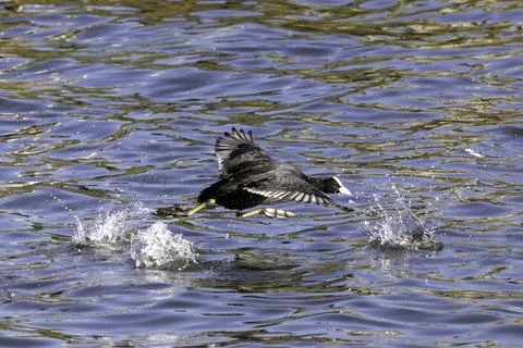 Coot in Flight Splash in the river Stock-Fotos