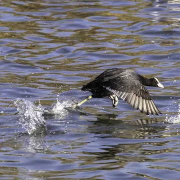 Coot in Flight Splash in the river Stock-Fotos