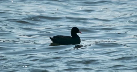 Coot floating and cleaning itself Stock Footage 229706539