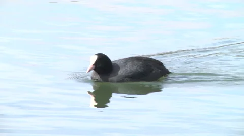 Coot floating and paddling; can see feet in the water 스톡 동영상 68160935
