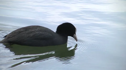 Coot floating on calm lake 스톡 동영상 68389607