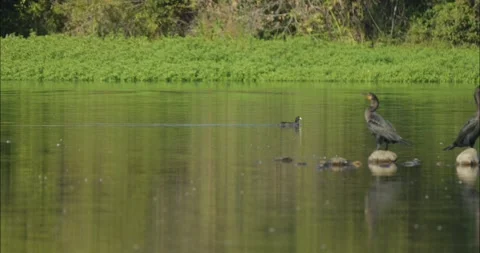 Coot floating on a pond in slow motion in sacramento Stock Footage 312656693