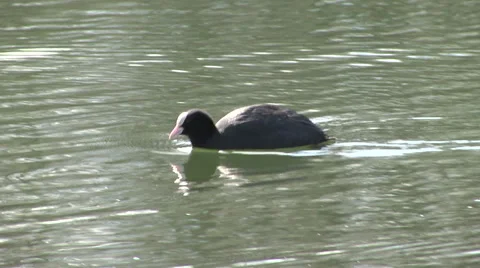 Coot floating, rack focus 스톡 동영상 68389647