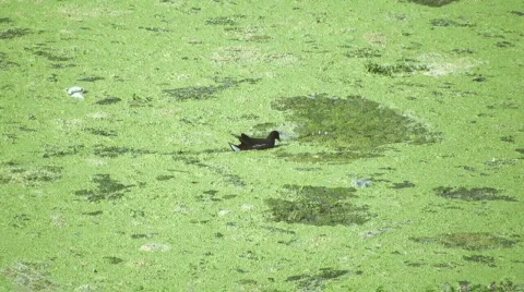 Coot 库存影片 662821