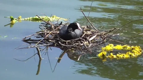 Coot Stock-Footage 75608798