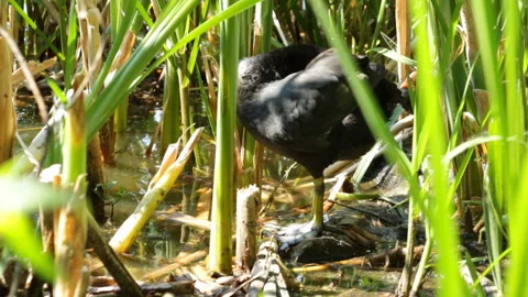 Coot Video stock 120680742