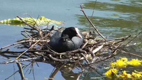 Coot Vídeo Stock 128814570