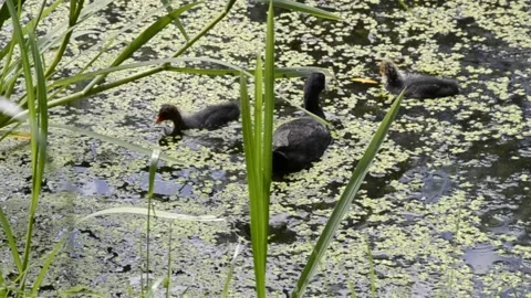 Coot Vidéo 135452072