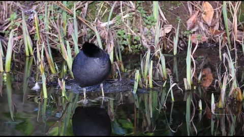 Coot Stock Footage 281945883