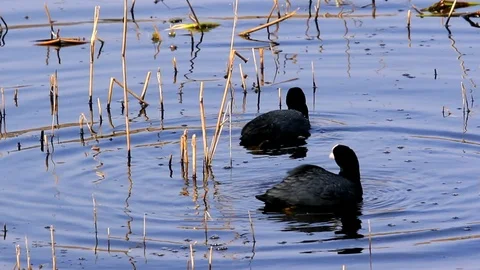 The Coot - Fulica atra (2) Stock Footage 92574006