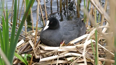 Coot Fulica atra brooding small young in nest in reeds Stock-Footage 82652726