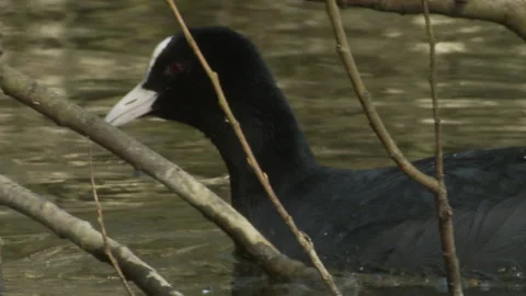 Coot (Fulica atra) close up paddling through branches over hanging pond Stock Footage 148421978