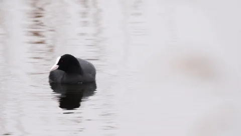 Coot fulica atra diving Stock Footage 108074382