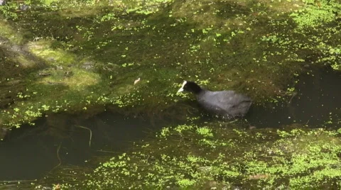 Coot (Fulica atra) 库存影片 736146