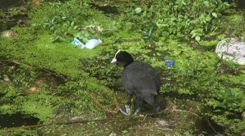 Coot (Fulica atra) 库存影片 736176