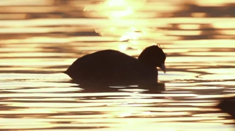 Coot (Fulica atra) Stock-Footage 8984778