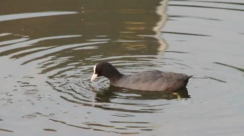 Coot, Fulica atra Video stock 30364746