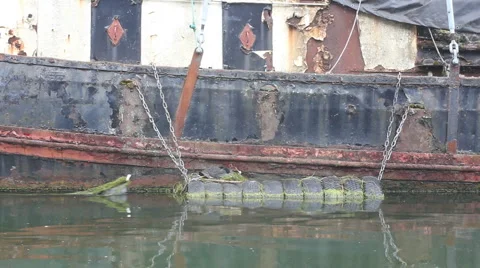 Coot (Fulica atra) nesting 스톡 동영상 6700177