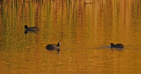 Coot Fulica Atra in the setting sun in slow motion Stock Footage 320003218