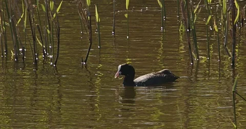 Coot Fulica Atra in spring slow motion Stock Footage 240996796