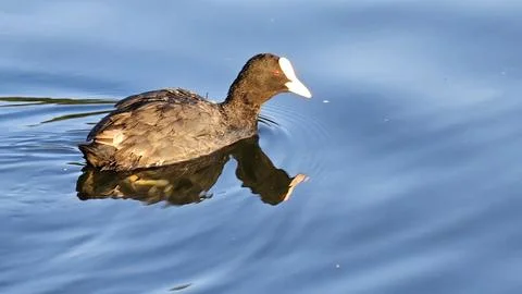 Coot going for a swim Stock Photos