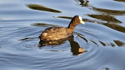 Coot going for a swim Stock Photos
