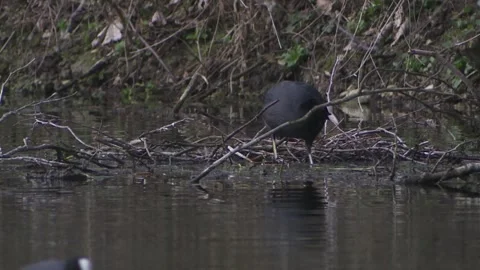 Coot is going into the water Stock Footage 261872059