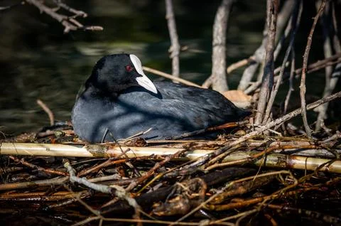 A coot hatches eggs Stock Photos