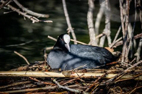 A coot hatches eggs Stock Photos