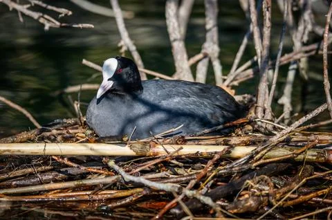 A coot hatches eggs Stock Photos