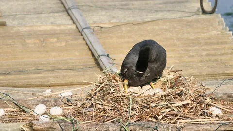 Coot hatching eggs Stock Footage 196075722