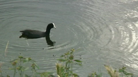 Coot hdi 스톡 동영상 334173