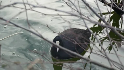 Coot hidden among the branches Stock Footage 302508174