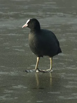 Coot on Ice Stock-Fotos