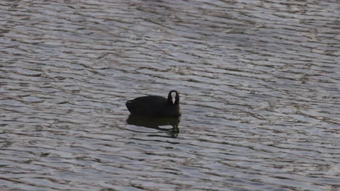 Coot in the lake, 4K slomo Stock Footage 170160131