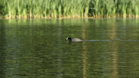 Coot on the lake Stock Footage 90377470