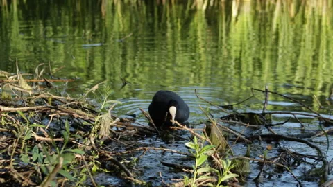 Coot on the lake 库存影片 90483408