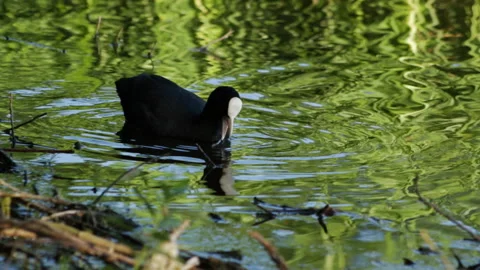 Coot on the lake 库存影片 90784701