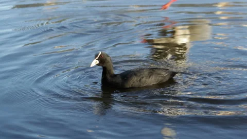 Coot on the lake Stock Footage 90784736