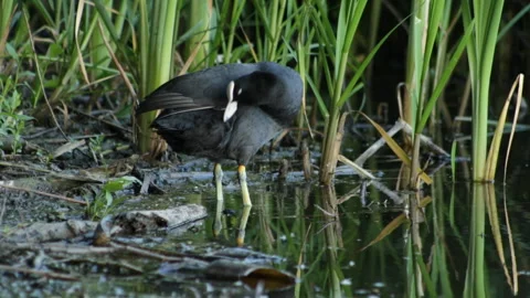 Coot in a lake Video stock 91178853