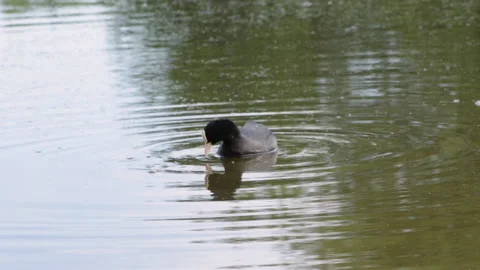 Coot on the lake Stock Footage 91703973