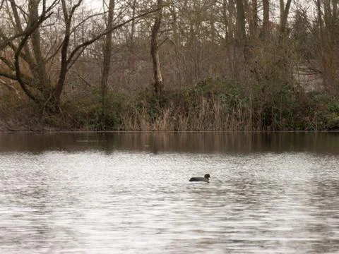 Coot on Lake Foto stock