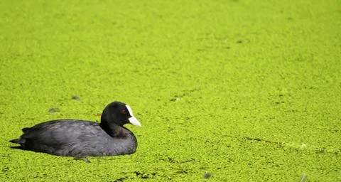 Coot in a Lake Stock Photos